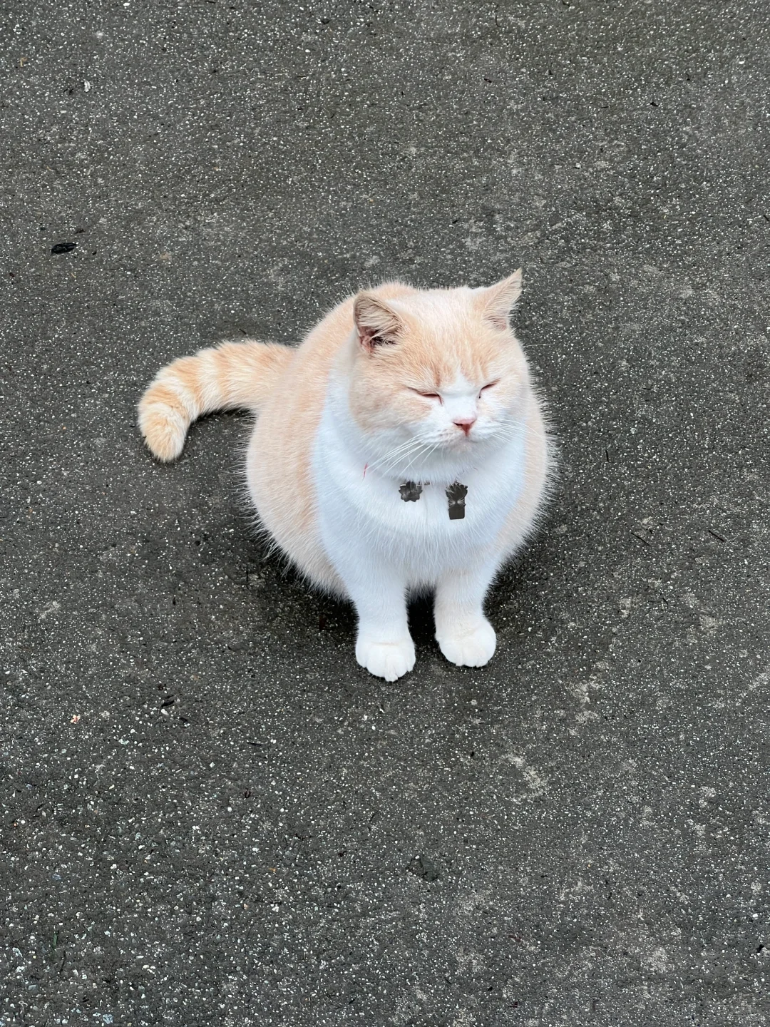 成都周边一日游(1.5h)...吃饭喝茶 逛猫猫庙