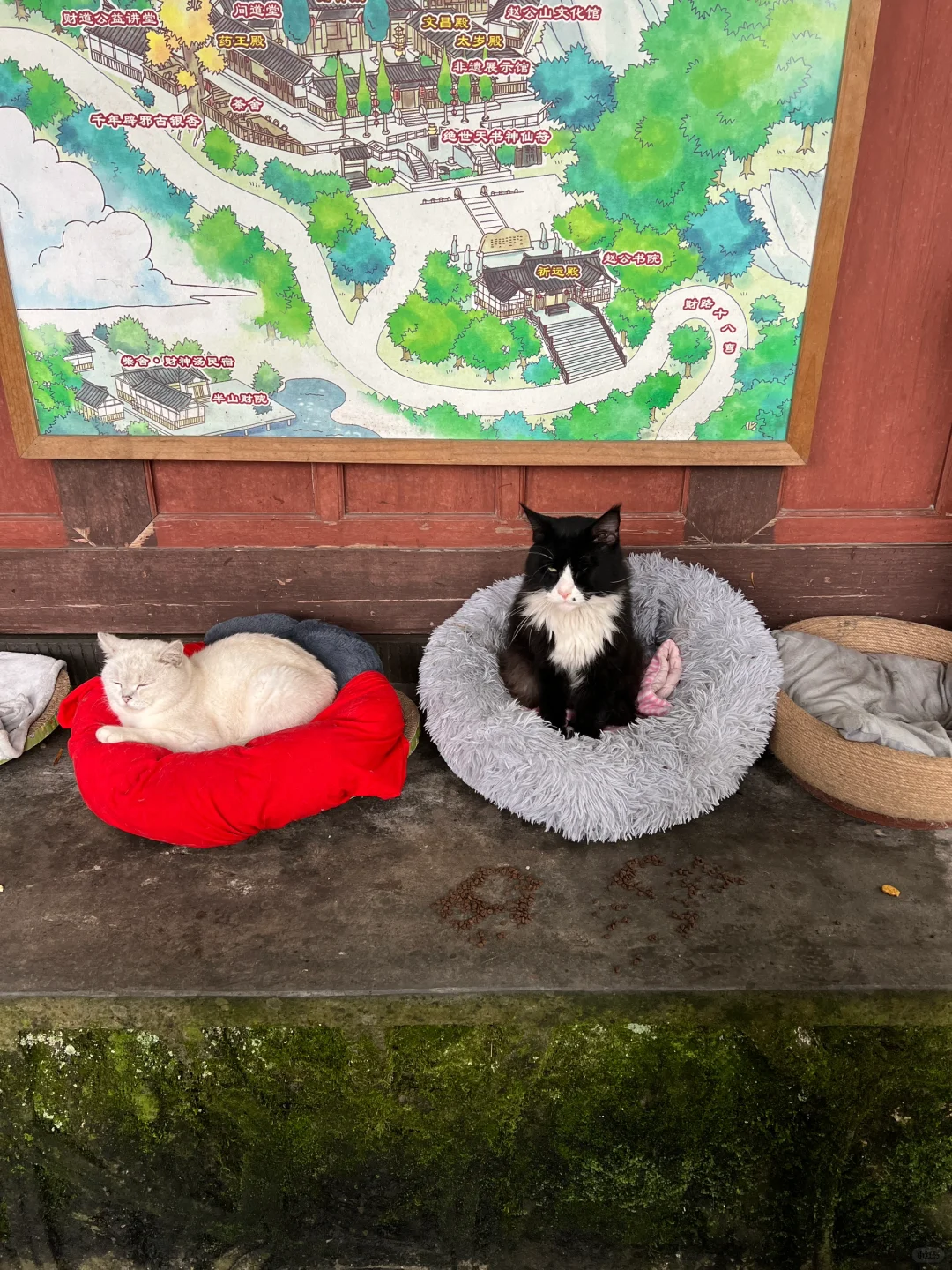 成都周边一日游(1.5h)...吃饭喝茶 逛猫猫庙