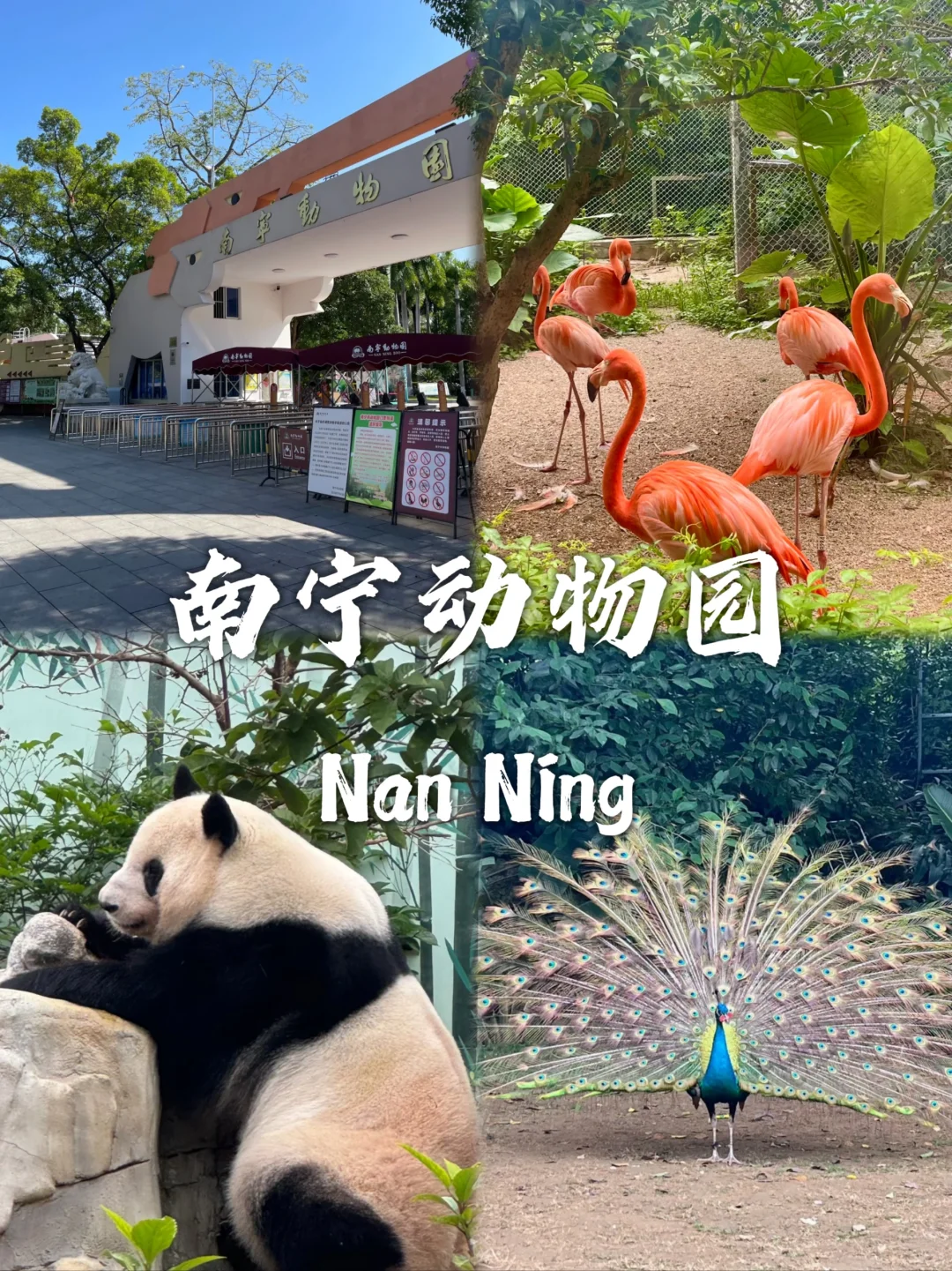 南宁必去的九个景点❗❗