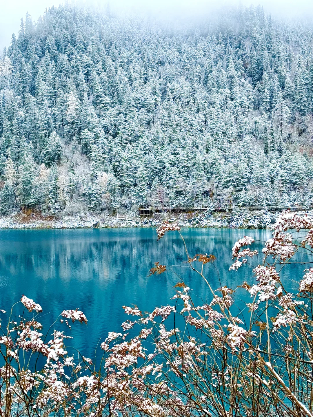 live❄️雪后的九寨沟❄️美的像是童话世界！！！！