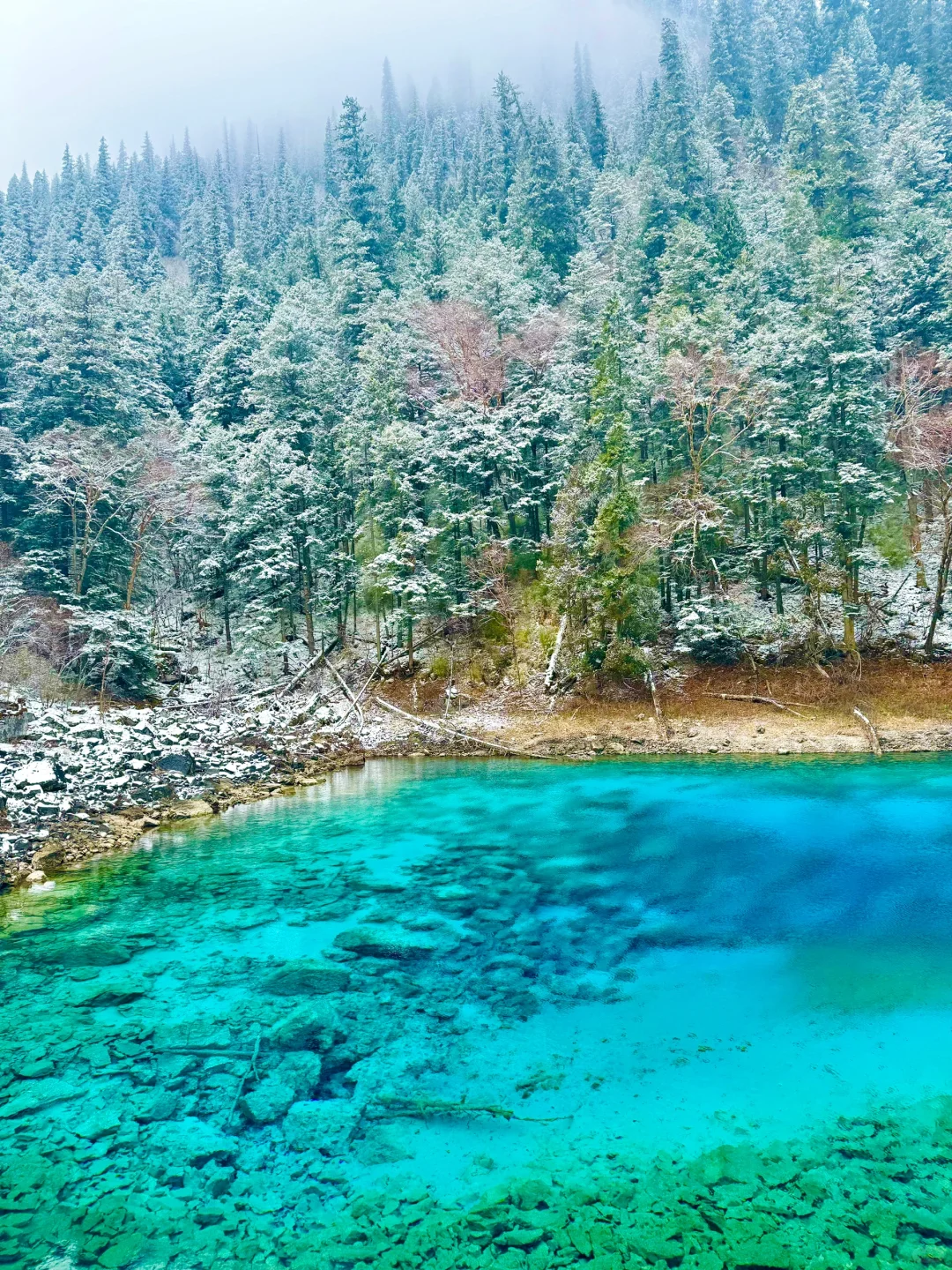live❄️雪后的九寨沟❄️美的像是童话世界！！！！