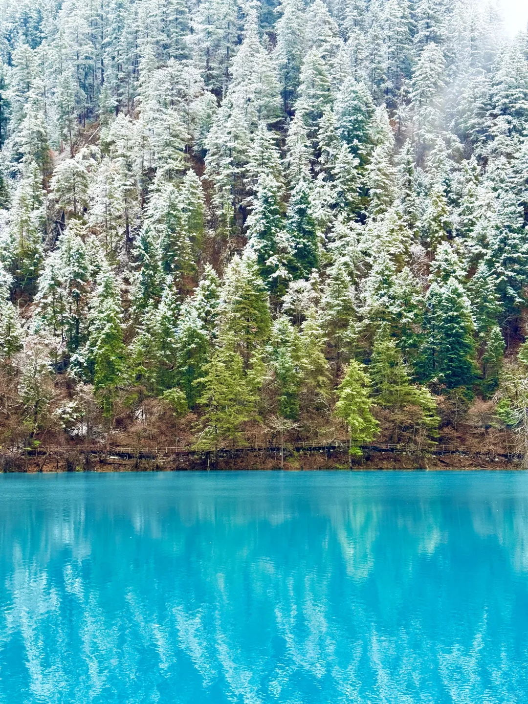 live❄️雪后的九寨沟❄️美的像是童话世界！！！！