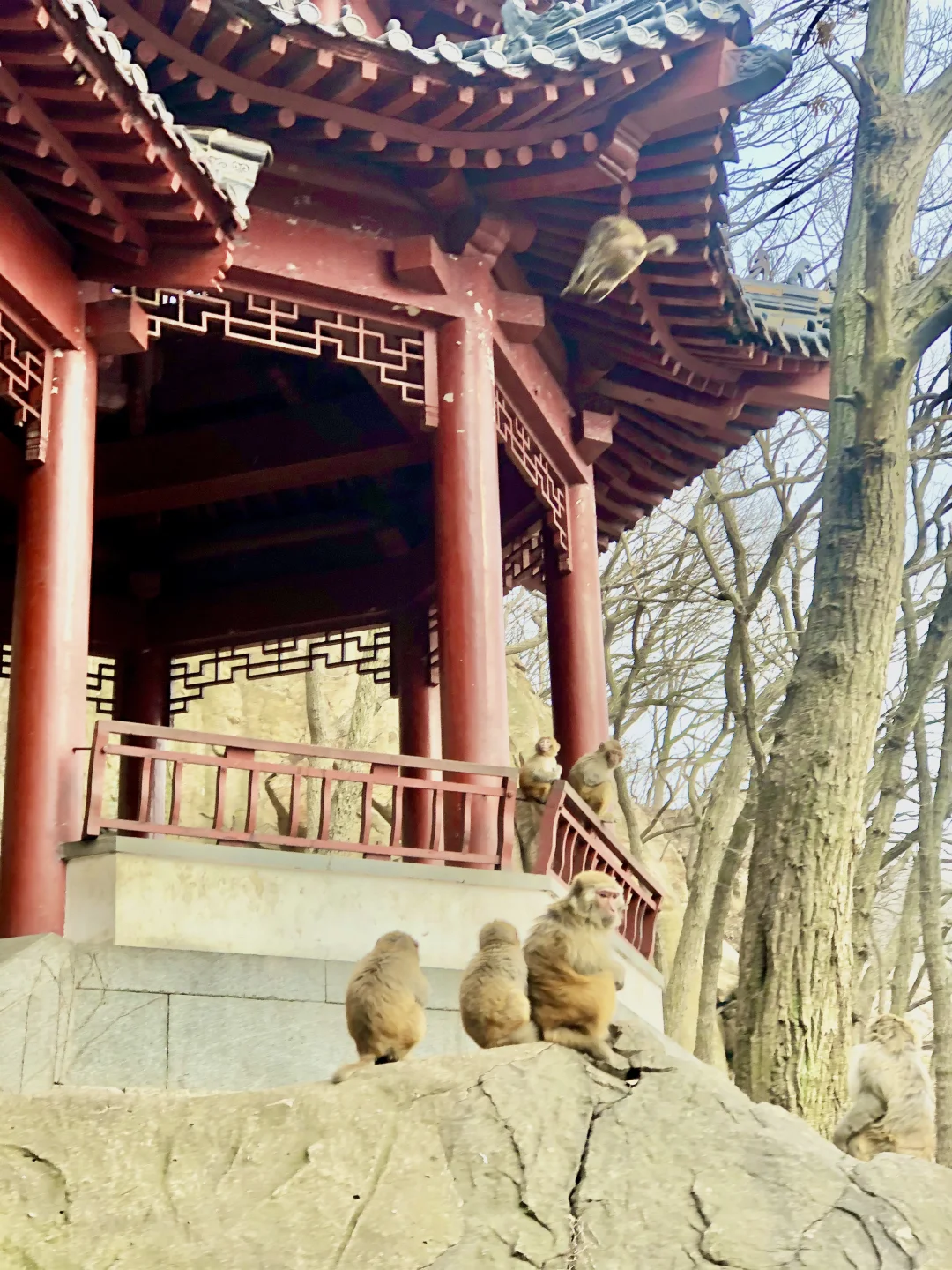 什么❗️连云港景区全免费⁉️