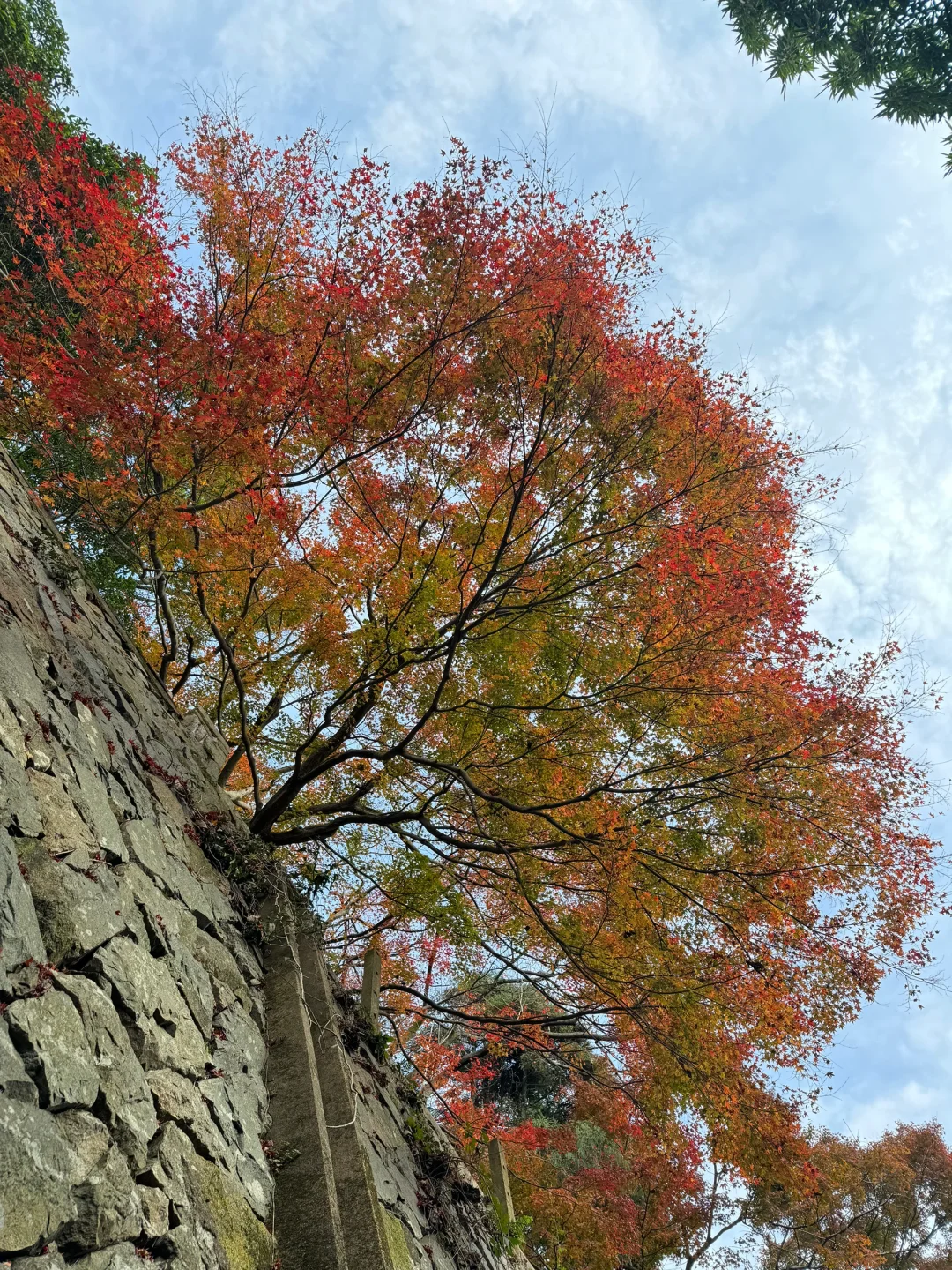 11.24实况！莫干山的秋天美疯了！（详细攻略）
