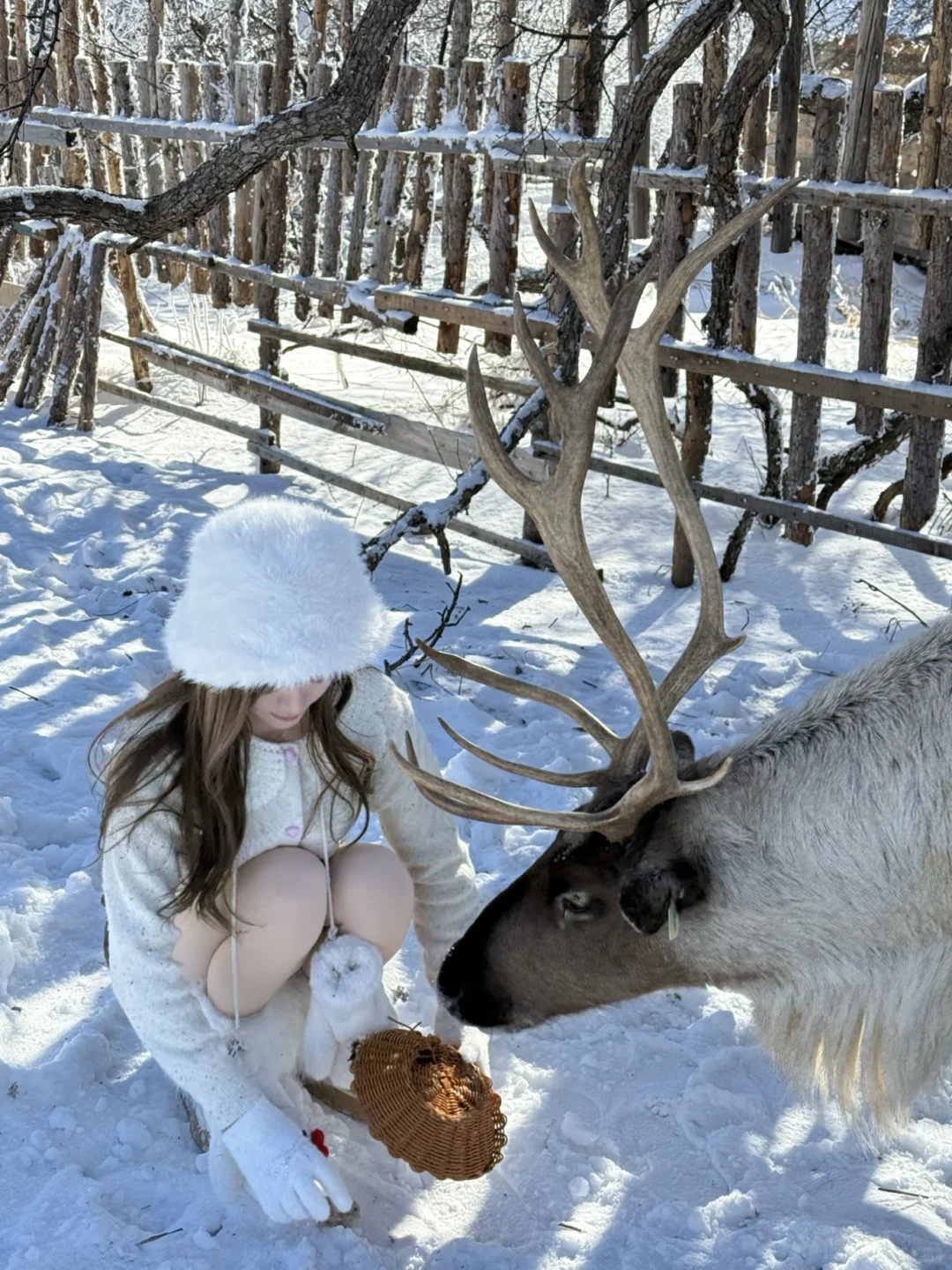 闯入冰雪森林🦌