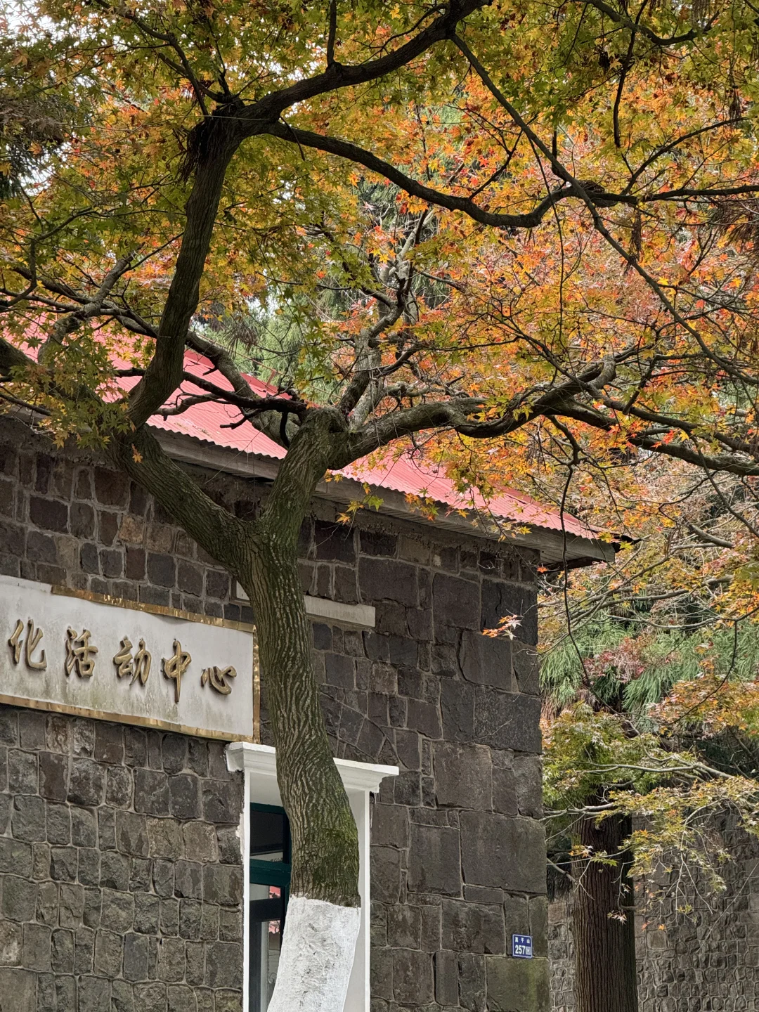 11.24实况！莫干山的秋天美疯了！（详细攻略）