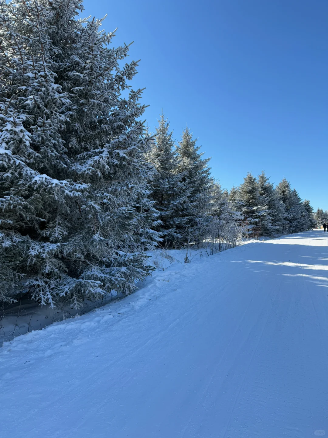 闯入冰雪森林🦌