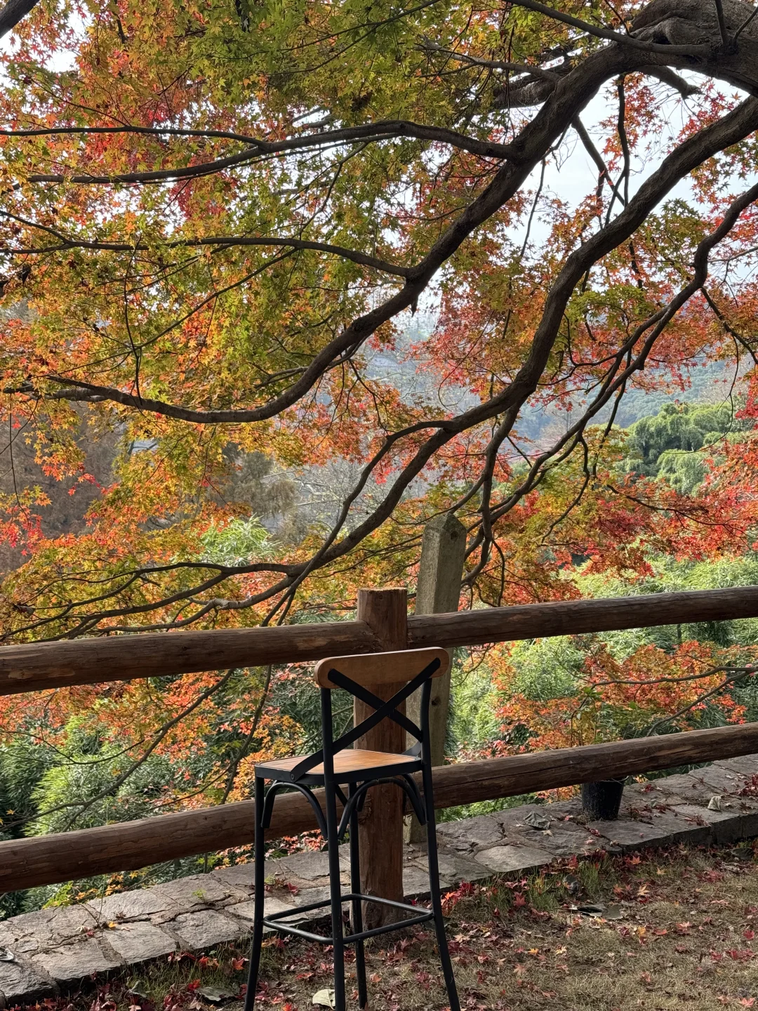 11.24实况！莫干山的秋天美疯了！（详细攻略）