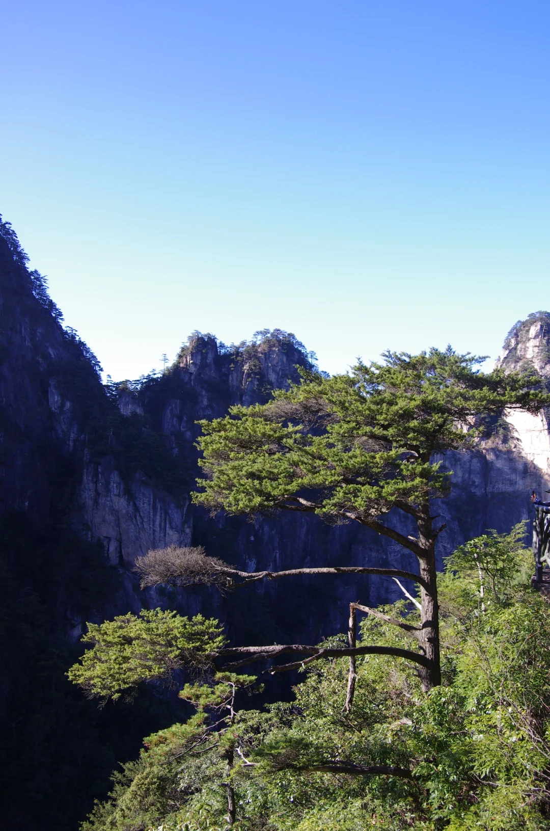 每周一山|松是迎客松 山是大明山