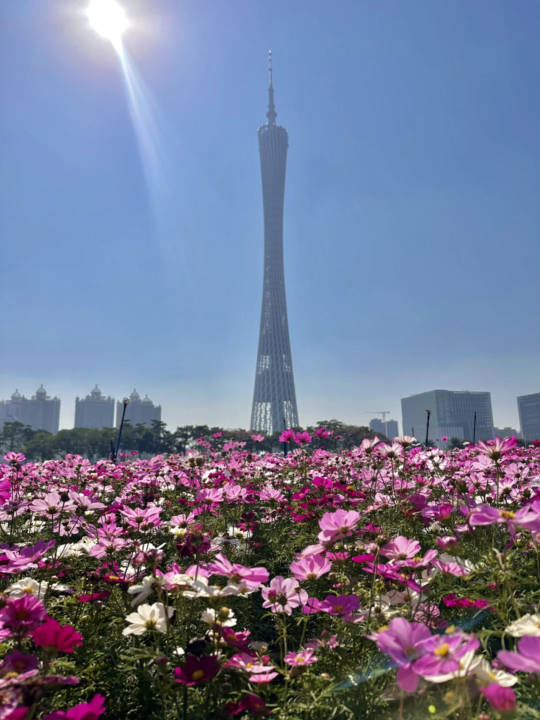 太美啦！！广州塔下的浪漫花海🌸12.1实拍