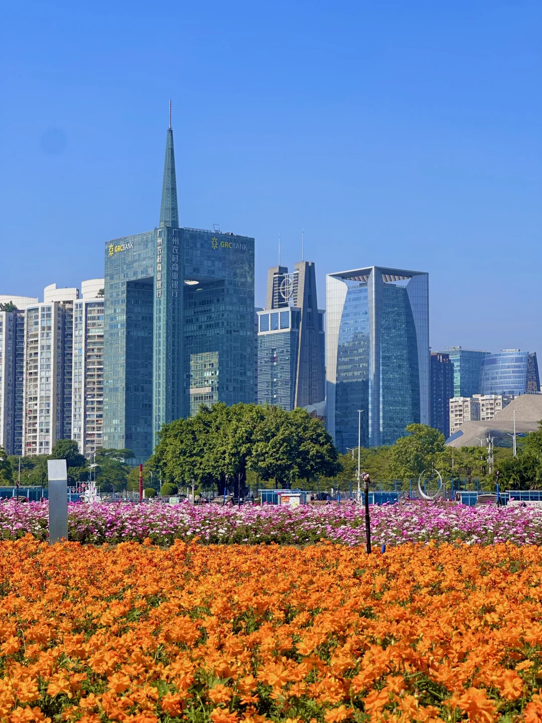 太美啦！！广州塔下的浪漫花海🌸12.1实拍