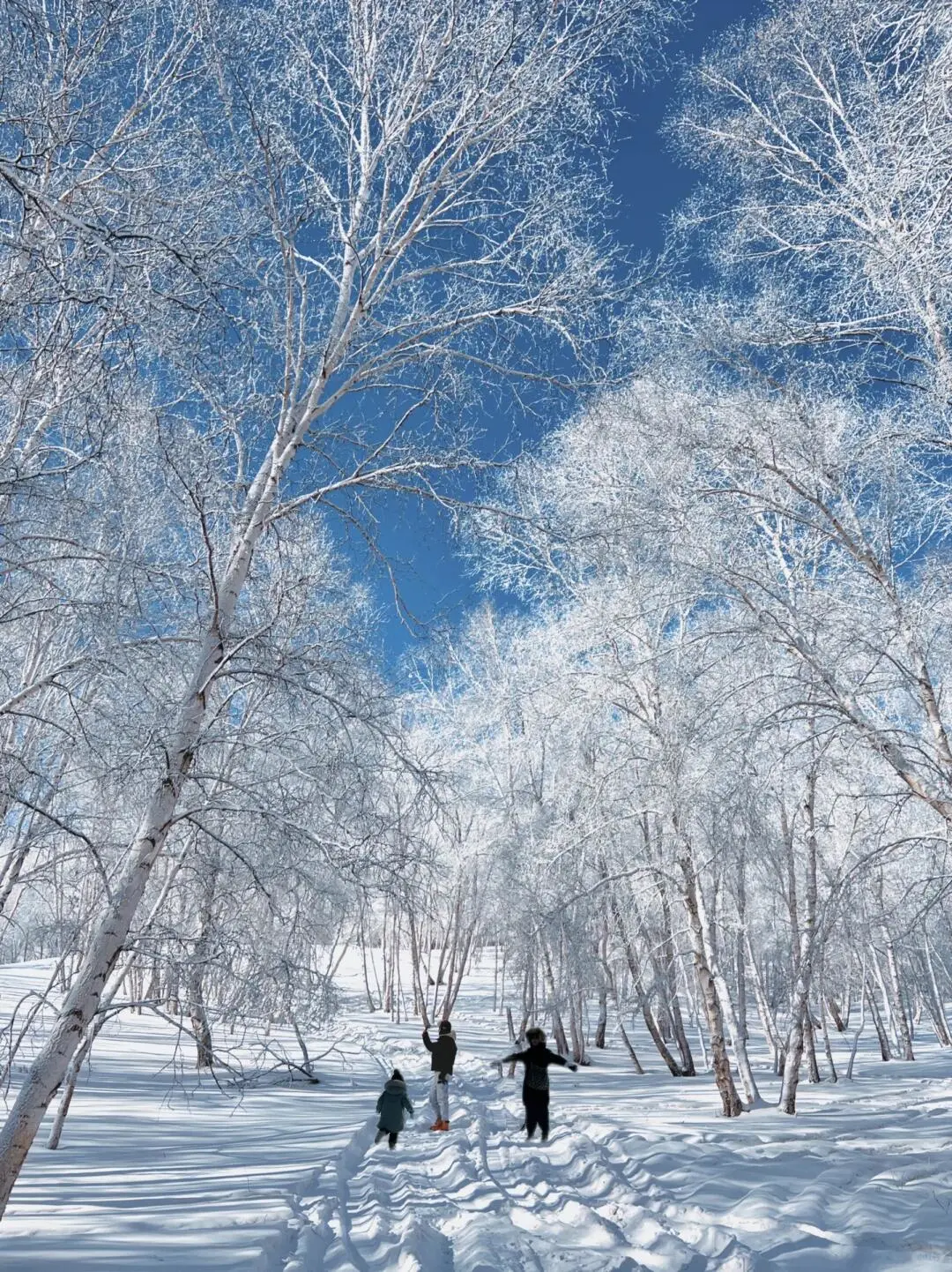 放弃哈尔滨了，高铁直达玩雪地❄先冲了‼