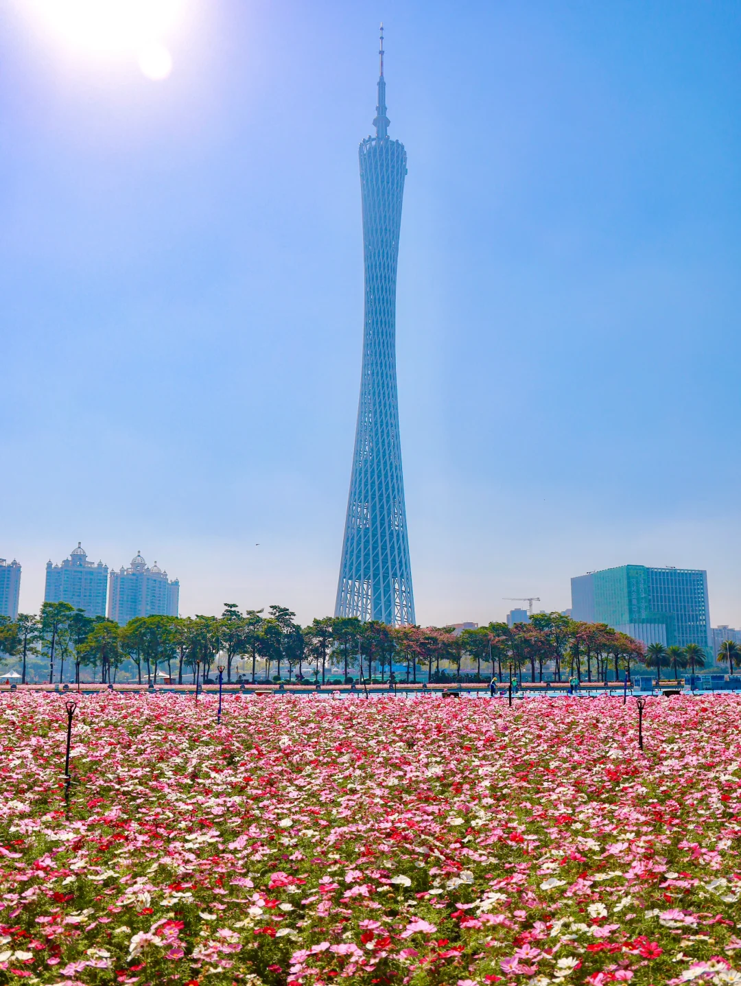 太美啦！！广州塔下的浪漫花海🌸12.1实拍