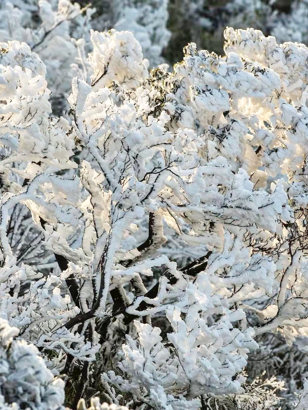 广深高铁2h直达！省时省钱的电梯雪山：郴州