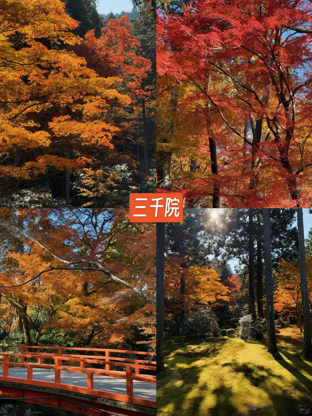 京都🍁10个热门红叶景点！实拍测评来了！