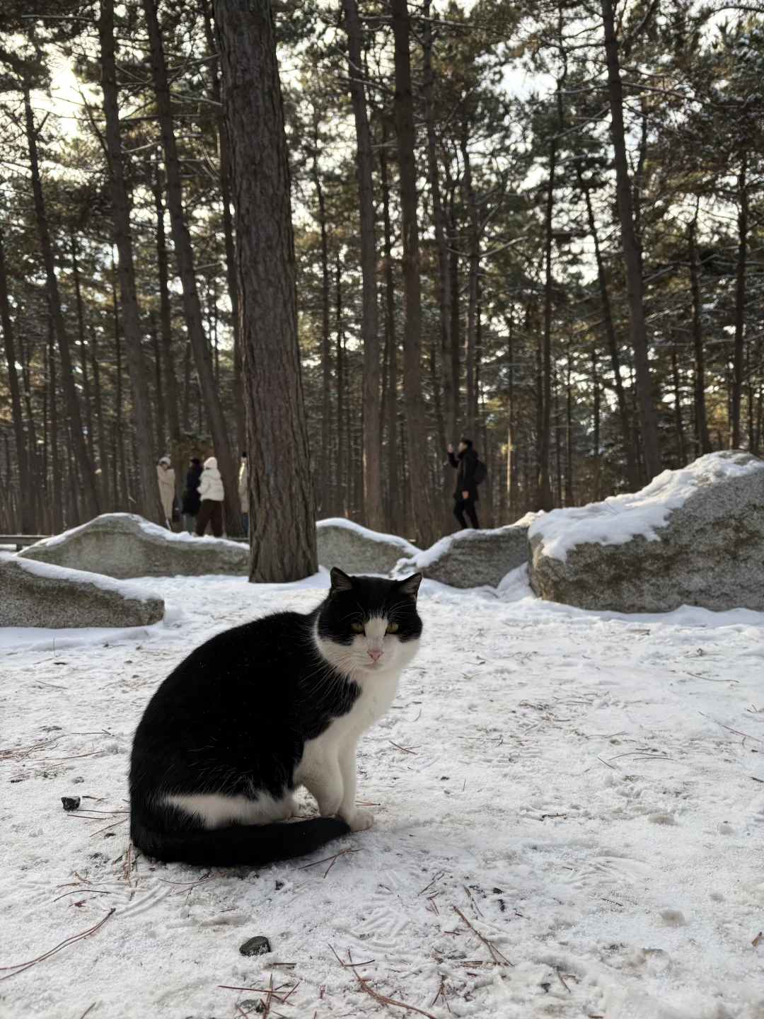 【长春净月潭】冬天里的蓝色北国公园❄️