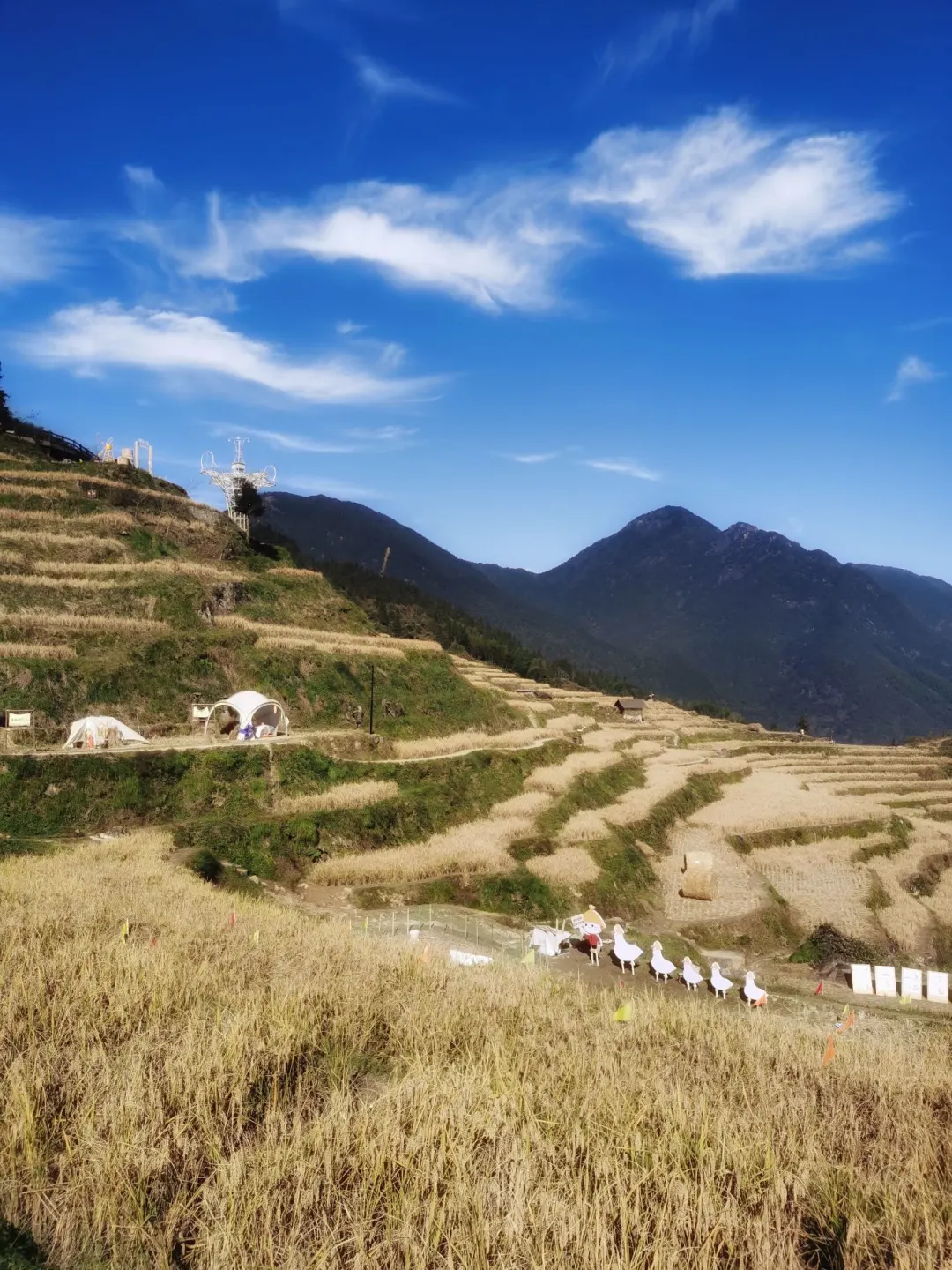 🌾丽水 | 奔赴一场藏在山间的诗梦