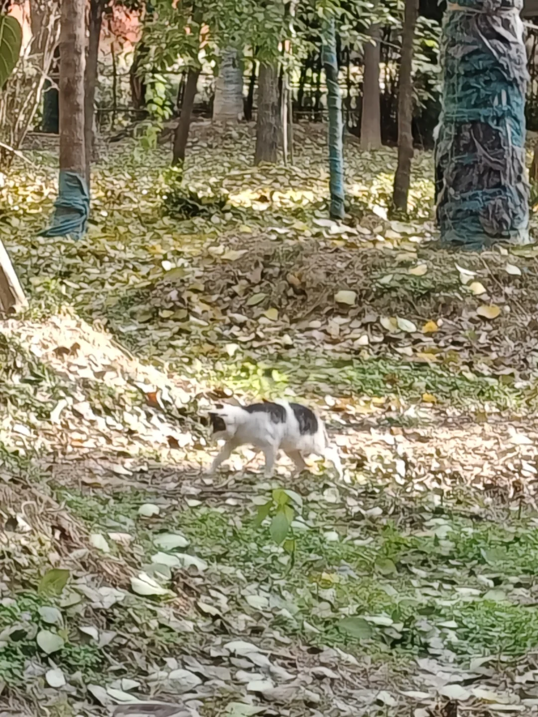 是谁还没去过兴善寺！