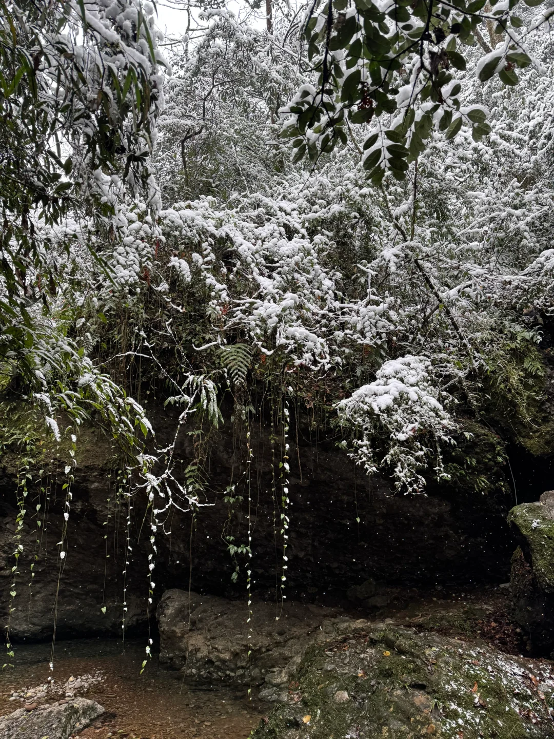 青城山下雪啦❄️❄️❄️