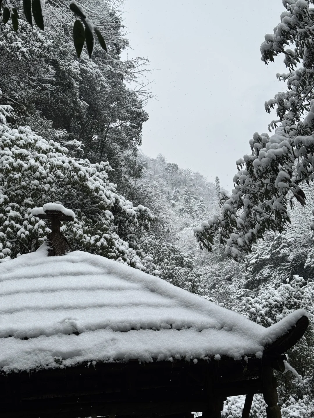 青城山下雪啦❄️❄️❄️