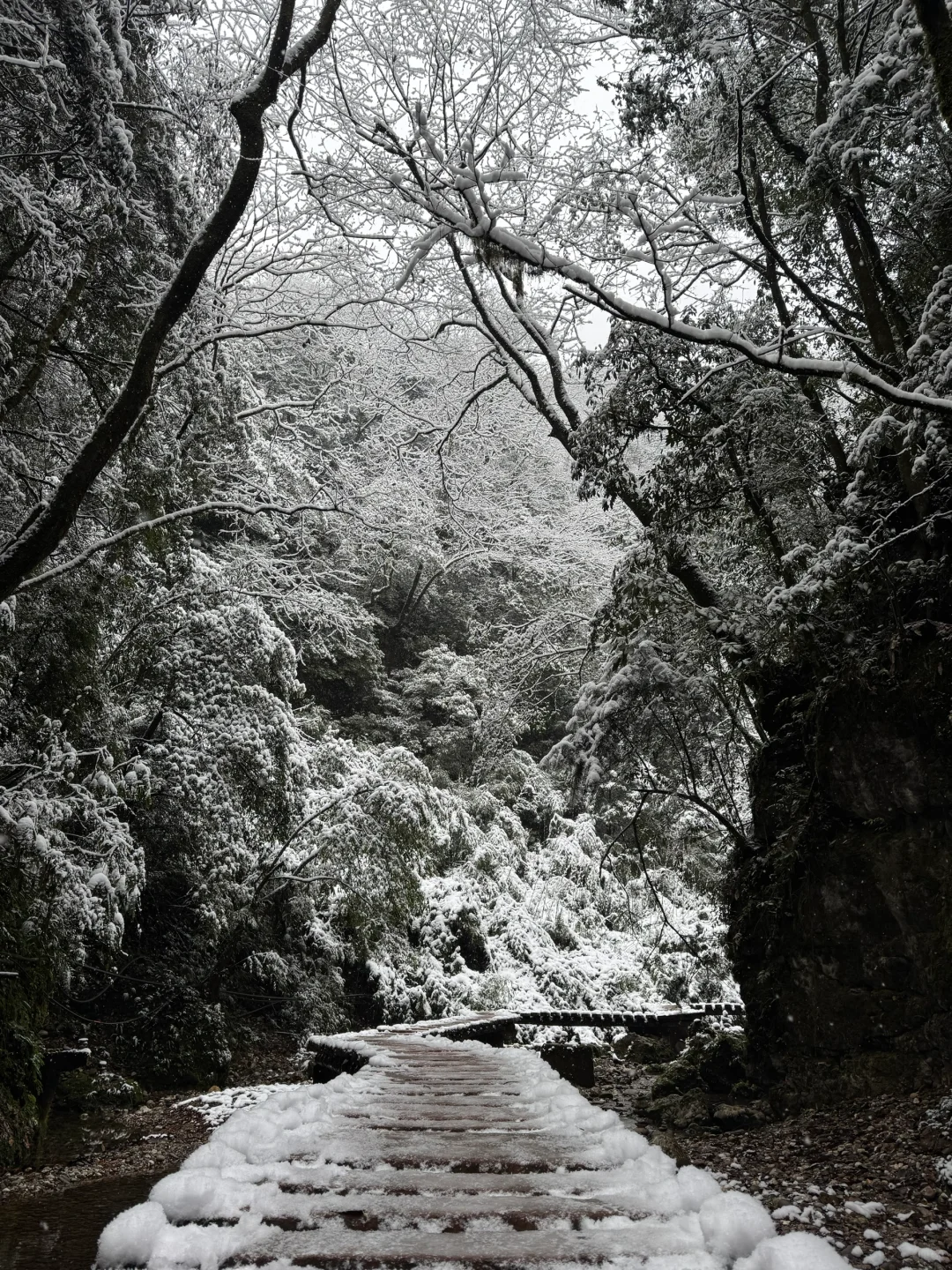 青城山下雪啦❄️❄️❄️