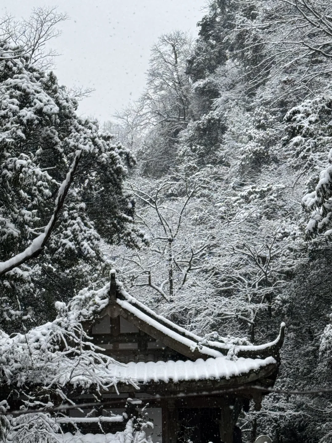 青城山下雪啦❄️❄️❄️