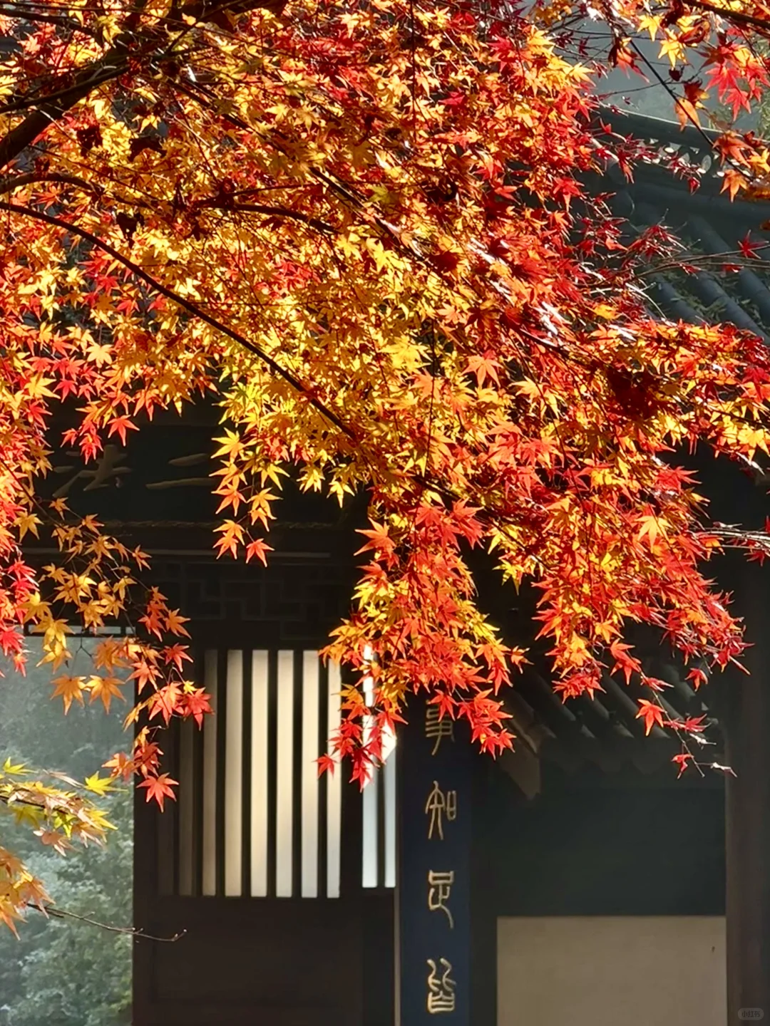 12.16永福寺实拍！杭州枫叶真的美疯了！！