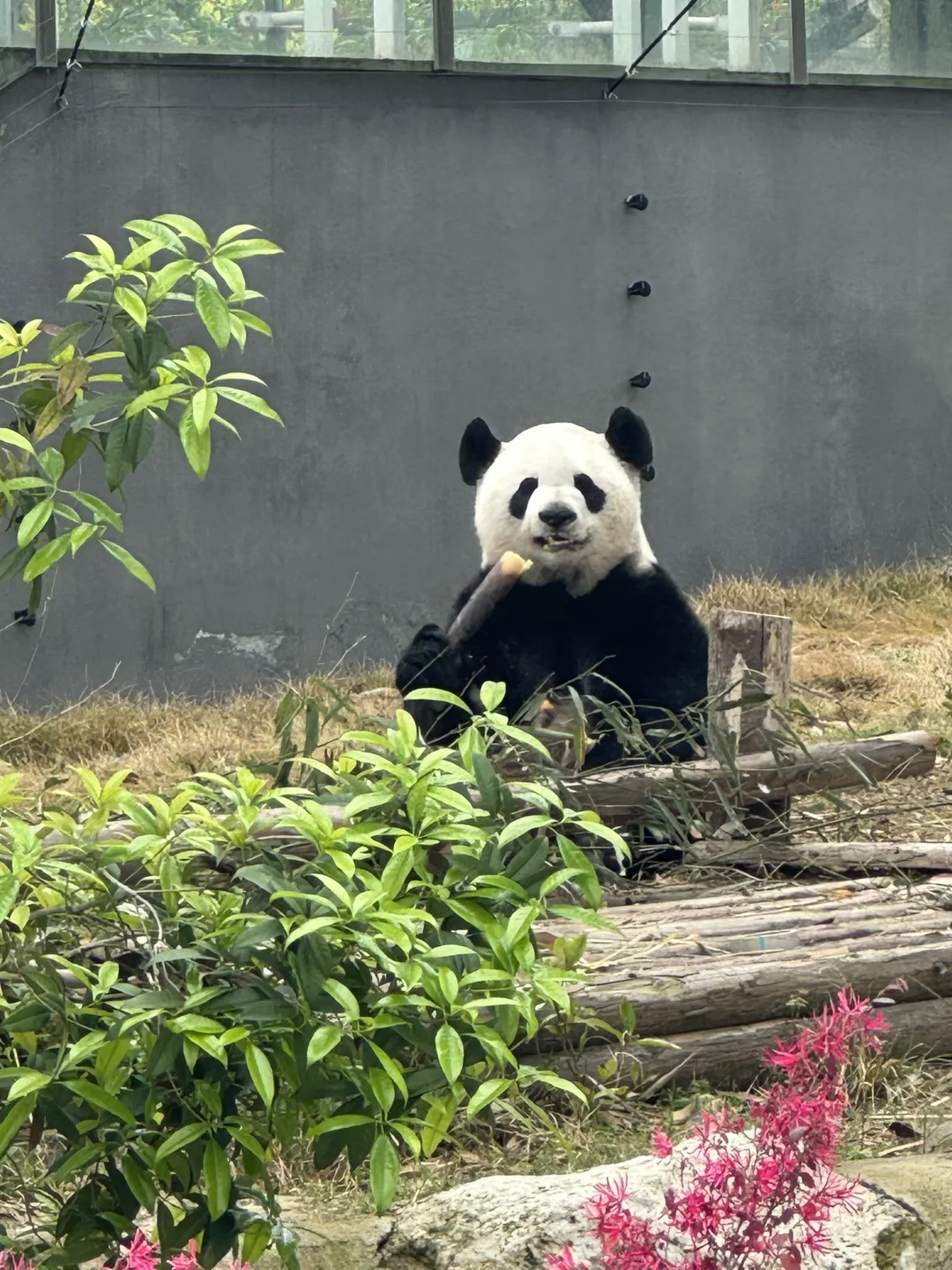 刚从成都回来。。。旅游攻略纯分享（好好玩🥺