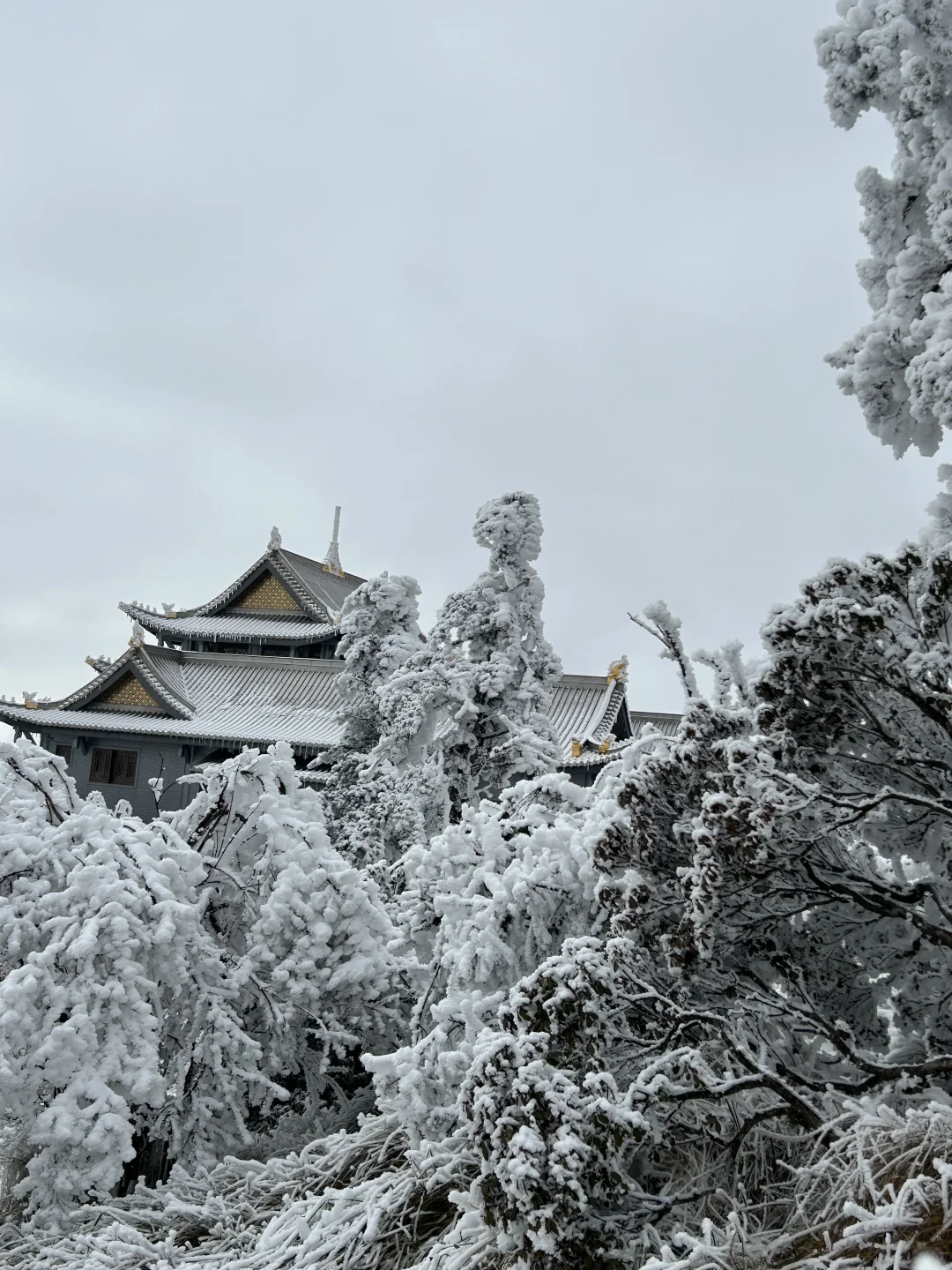 12.24的峨眉山|冬天的峨眉山直接封神❗️