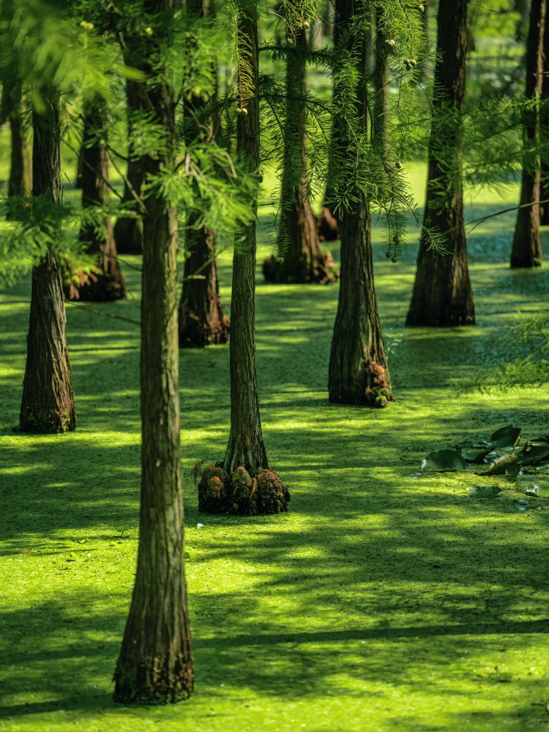 南京被严重低估的绿野仙踪🌲四次上过央视‼️