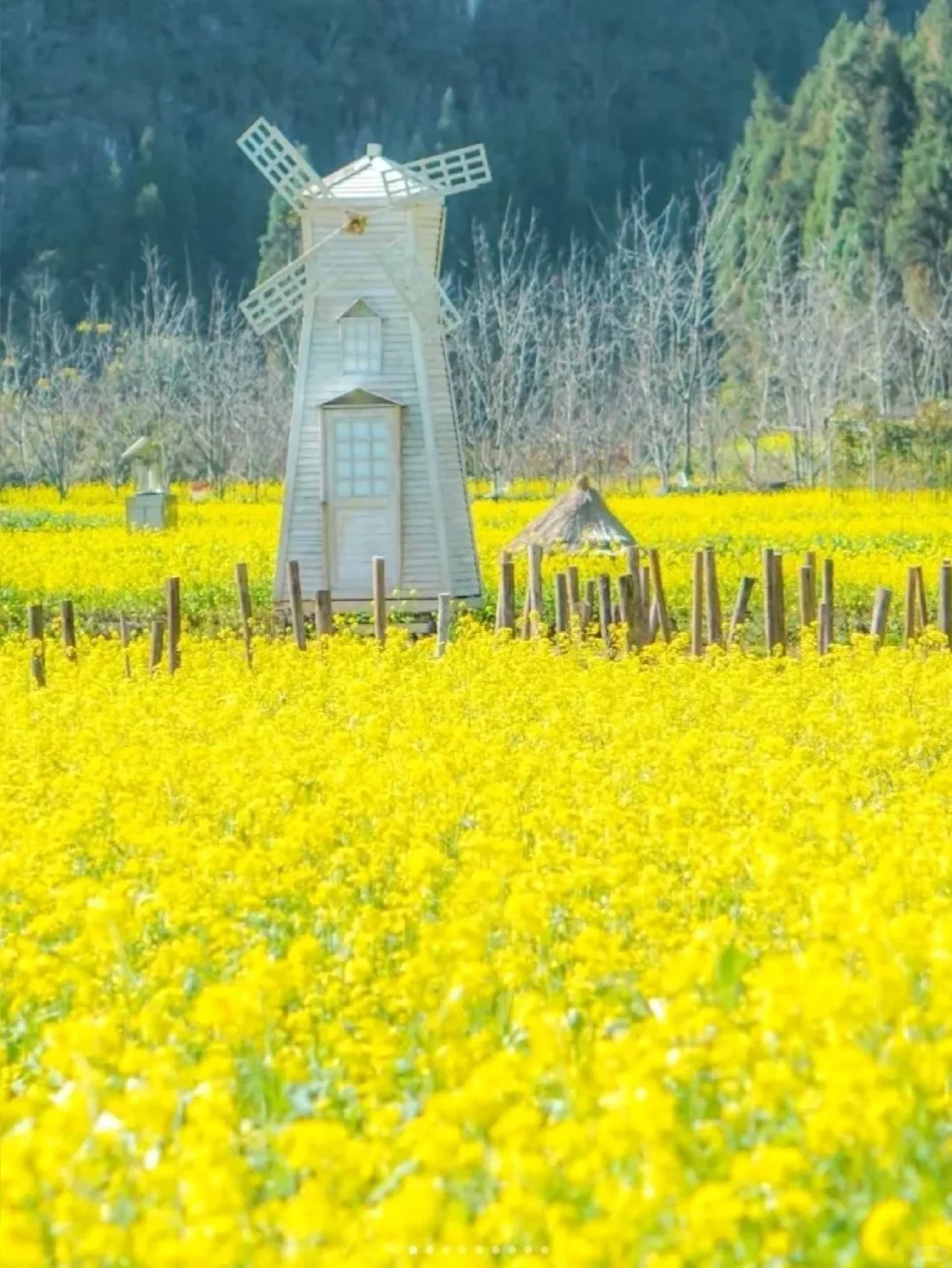 1月春节和家人，去贵州万峰林看油菜花🌼
