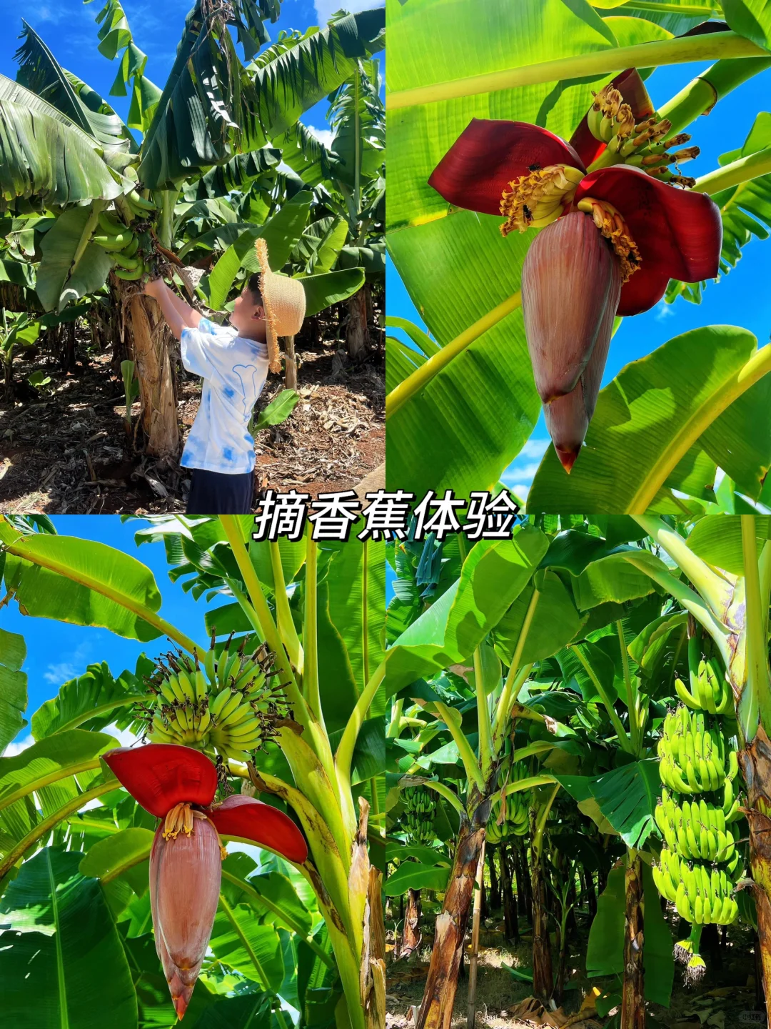 和老公去了涠洲岛，这民宿后劲太大了，强推❗️