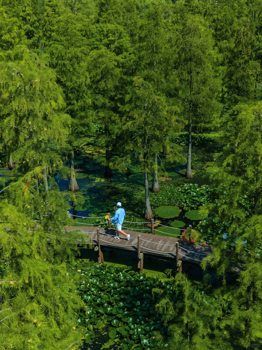 南京被严重低估的绿野仙踪🌲四次上过央视‼️