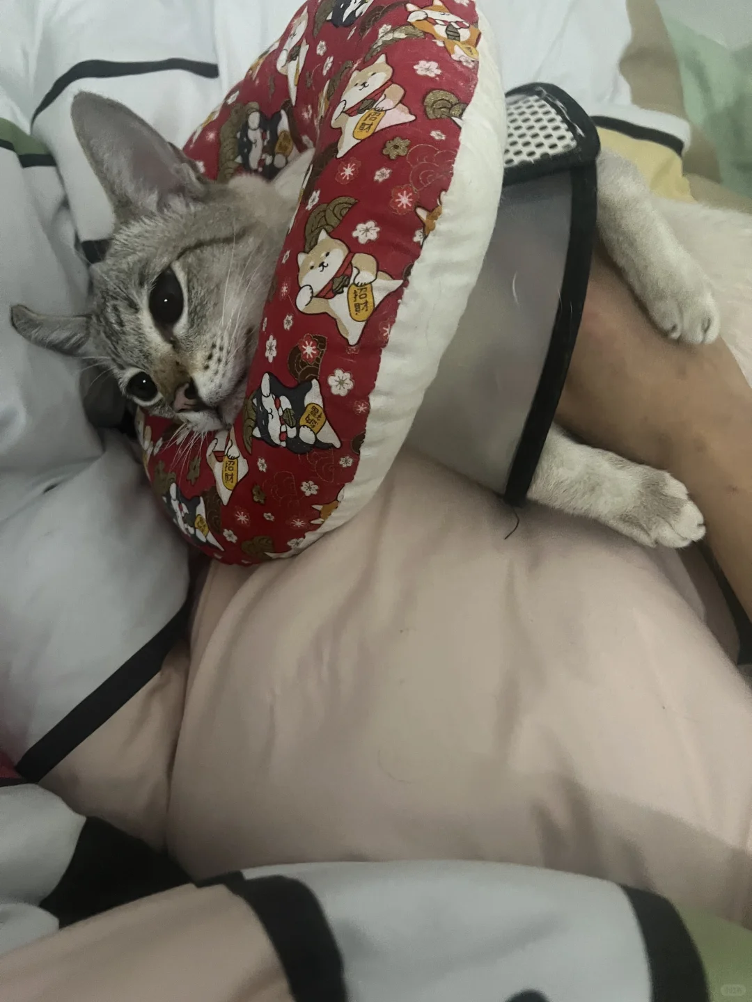 这是猫咪尿闭导尿后尿频求助帖｜非旅游攻略