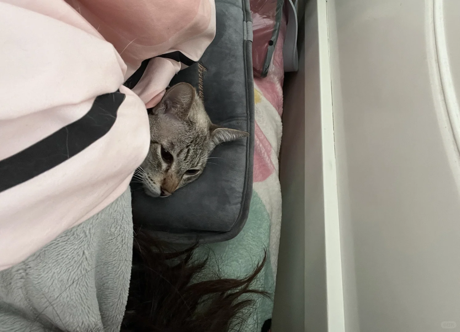 这是猫咪尿闭导尿后尿频求助帖｜非旅游攻略