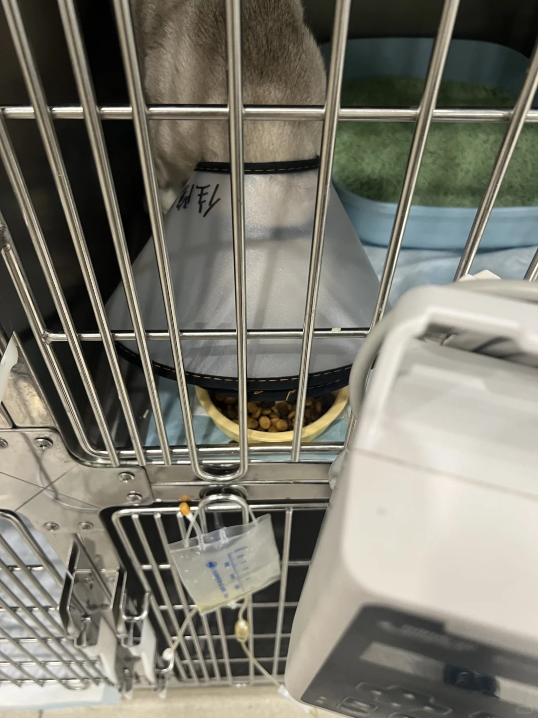 这是猫咪尿闭导尿后尿频求助帖｜非旅游攻略