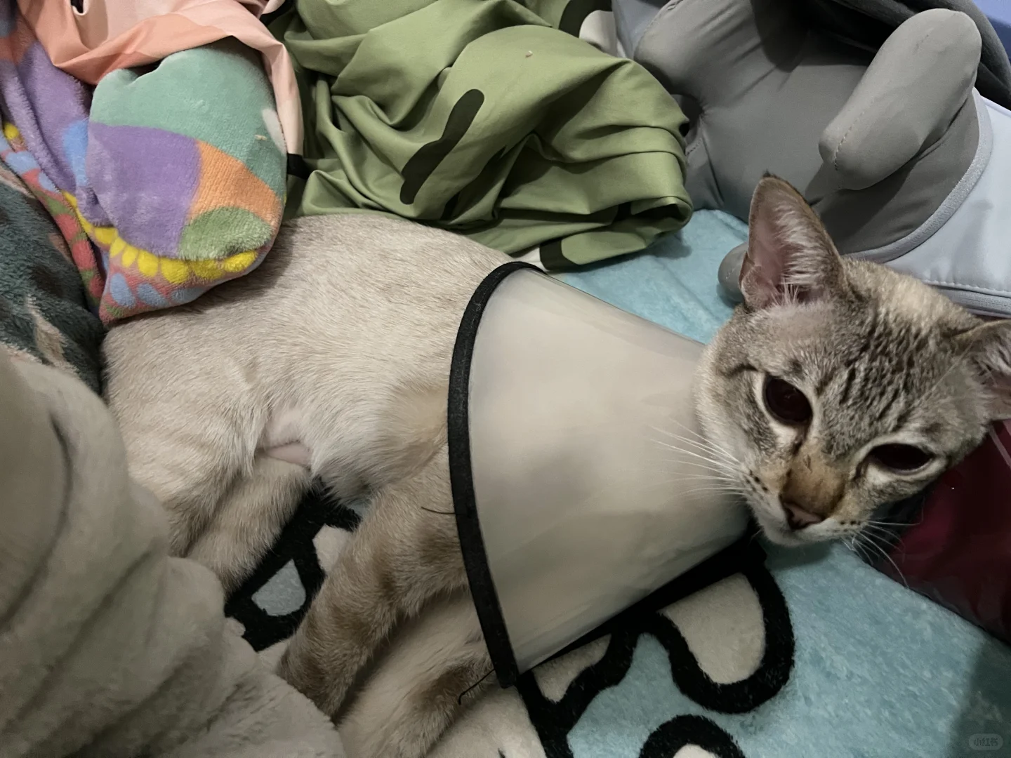 这是猫咪尿闭导尿后尿频求助帖｜非旅游攻略