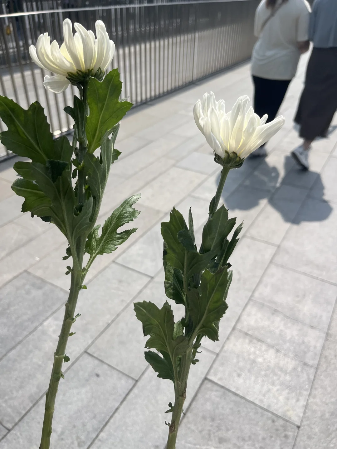 二刷南京之三天两夜旅游攻略+小众拍照点位