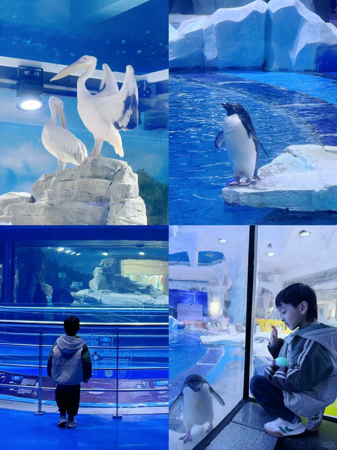 上海海昌海洋公园一日游旅游攻略（超详细！）