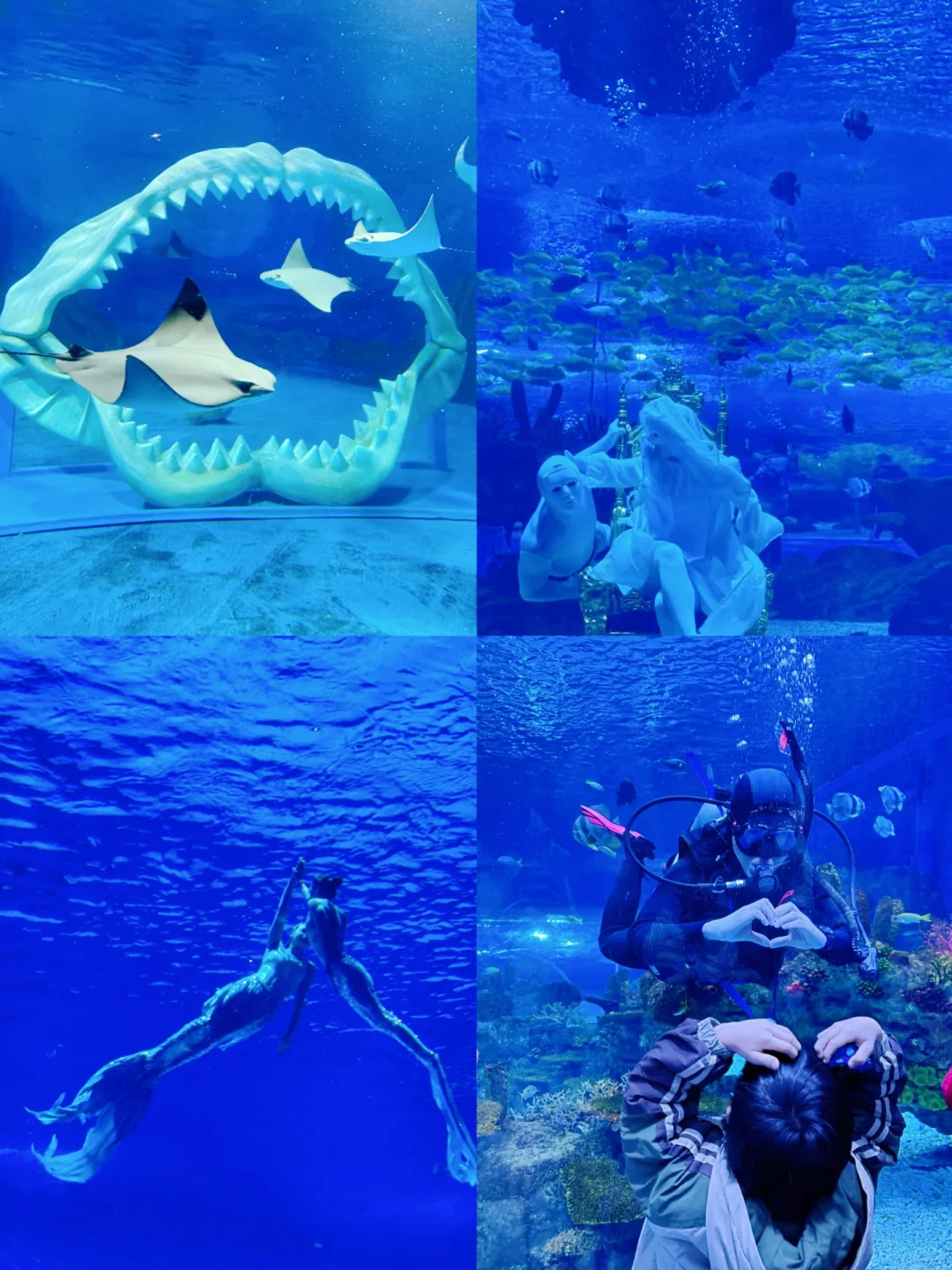 上海海昌海洋公园一日游旅游攻略（超详细！）