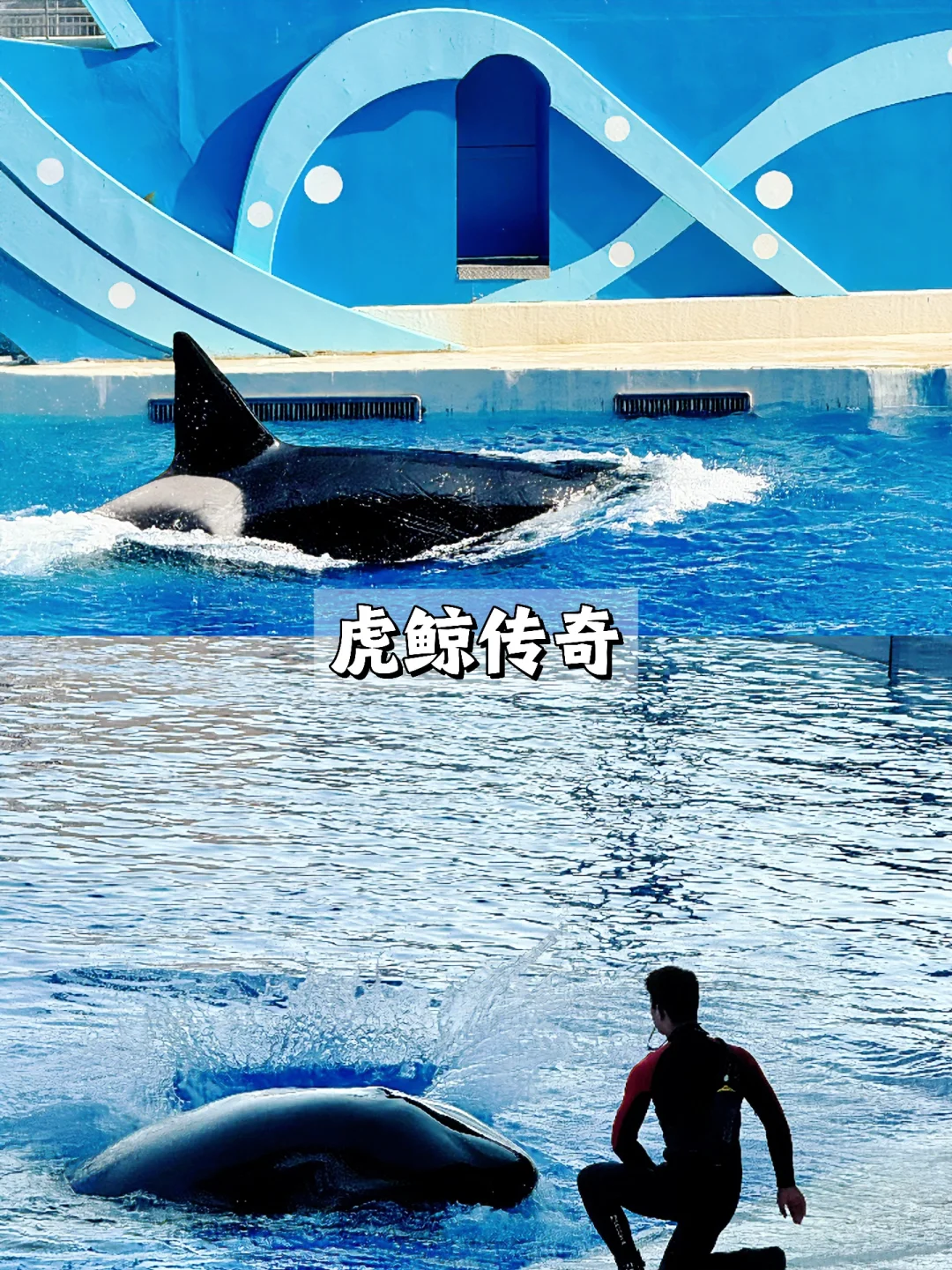 上海海昌海洋公园一日游旅游攻略（超详细！）