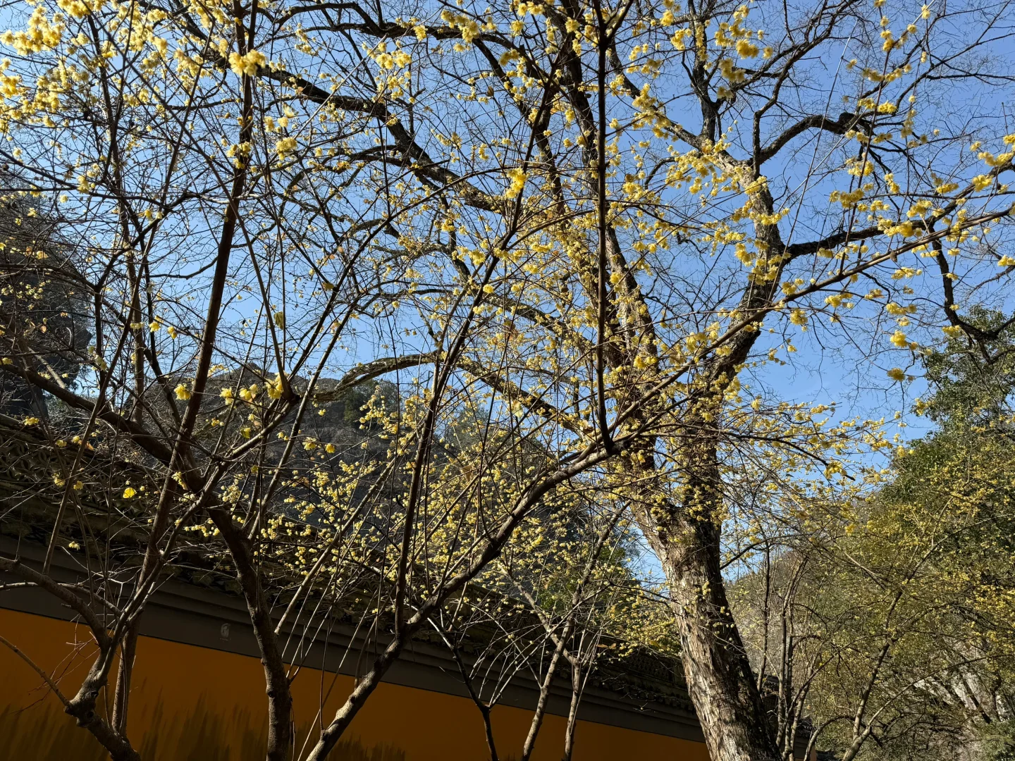 新昌大佛寺