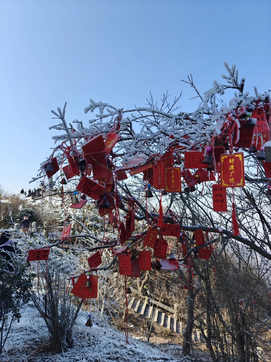 浅游花果山