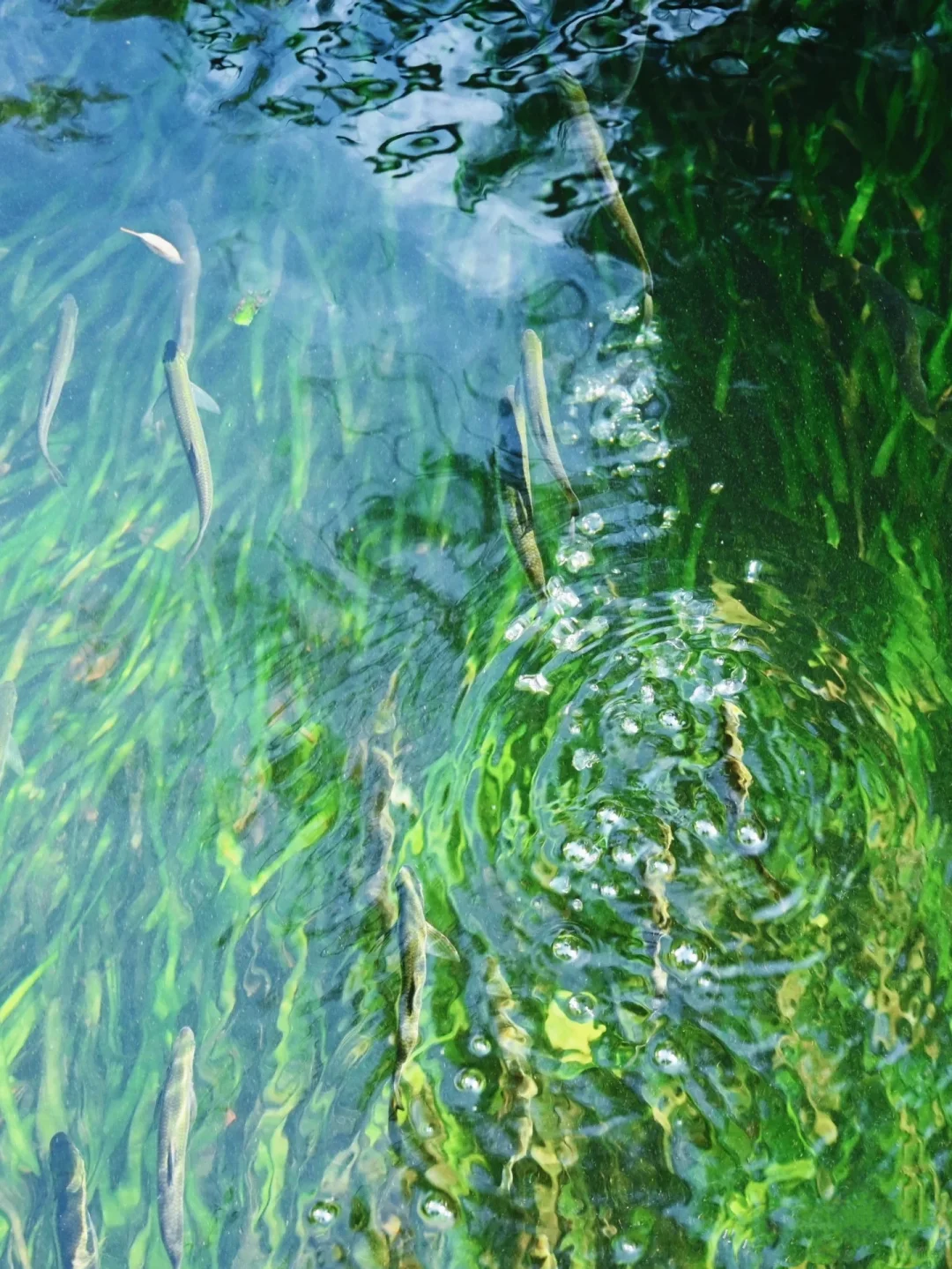 杭州遛娃｜今天的西湖太美了，看一眼就……