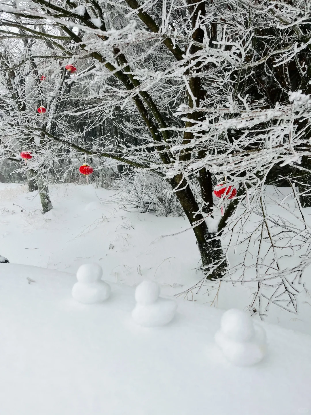 01.26庐山实况｜今天下大雪啦｜白雪皑皑！！！