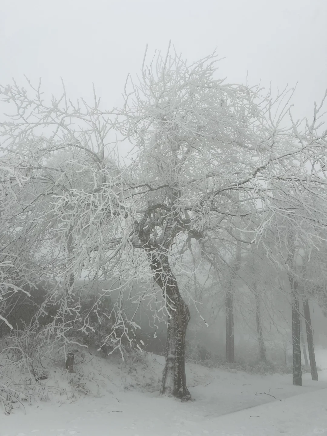 01.26庐山实况｜今天下大雪啦｜白雪皑皑！！！