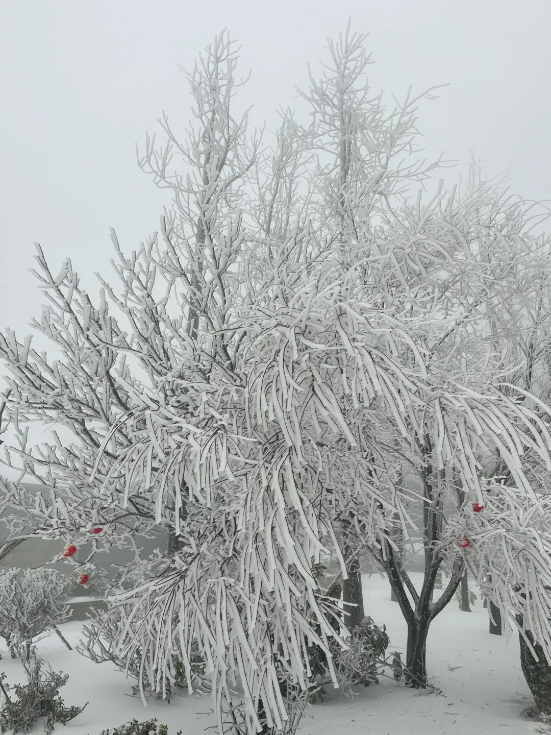 01.26庐山实况｜今天下大雪啦｜白雪皑皑！！！
