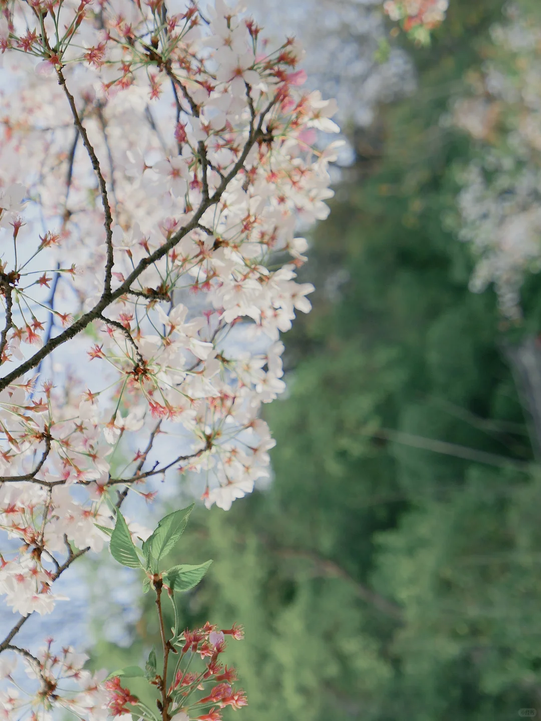 📍南京|接下来的鸡鸣寺🌸理想中的春日江南