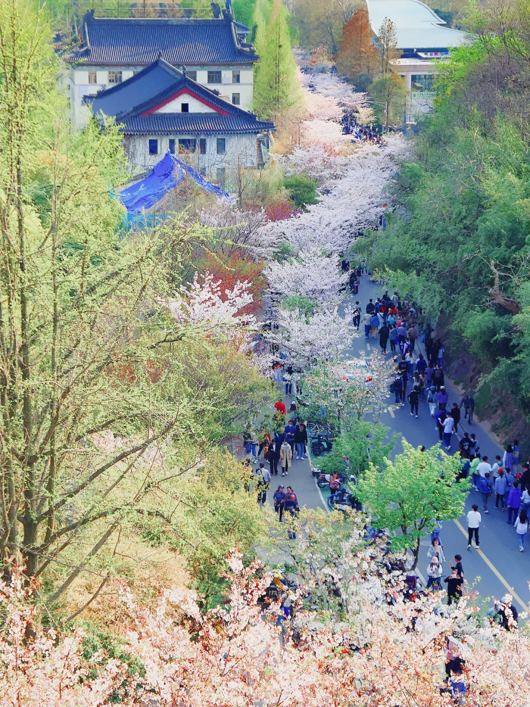 📍南京|接下来的鸡鸣寺🌸理想中的春日江南