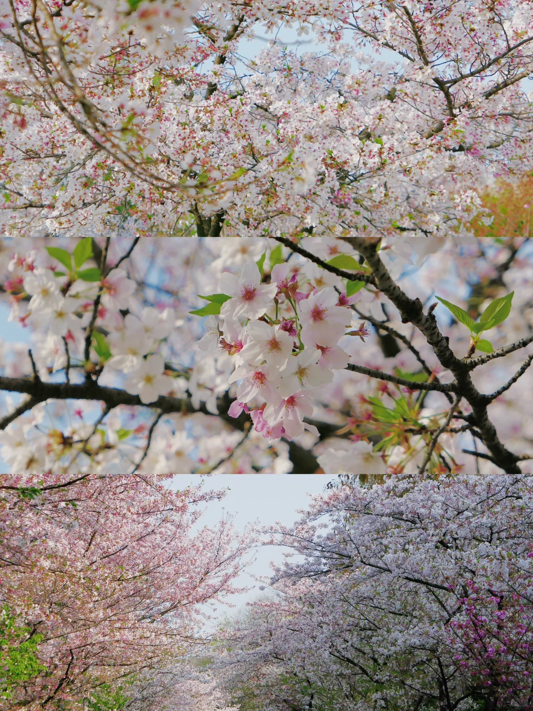 📍南京|接下来的鸡鸣寺🌸理想中的春日江南